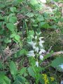 cephalanthera longifolia